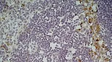 Anti Mouse CD301 Antibody, clone ER-MP23 gallery image 5