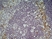 Anti Mouse CD301 Antibody, clone ER-MP23 thumbnail image 5