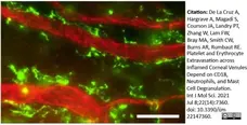 Anti Mouse CD301 Antibody, clone ER-MP23 gallery image 7