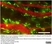 Anti Mouse CD301 Antibody, clone ER-MP23 thumbnail image 7