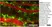 Anti Mouse CD301 Antibody, clone ER-MP23 thumbnail image 7