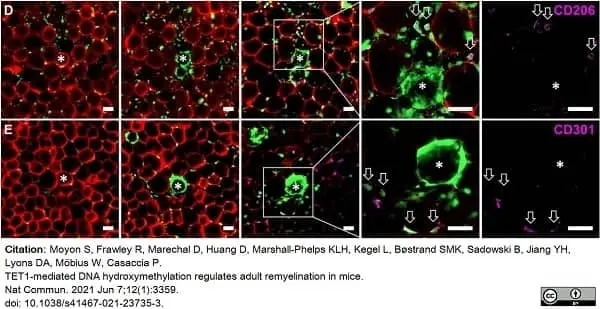 Anti Mouse CD301 Antibody, clone ER-MP23 gallery image 8