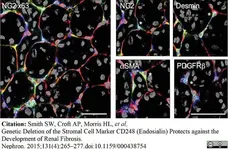 Anti Mouse CD31 Antibody, clone 2H8 gallery image 1