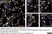 Anti Mouse CD31 Antibody, clone 2H8 thumbnail image 1