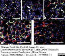 Anti Mouse CD31 Antibody, clone 2H8 gallery image 2