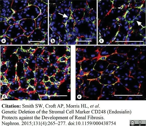 Anti Mouse CD31 Antibody, clone 2H8 gallery image 2