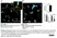 Anti Mouse CD31 Antibody, clone 2H8 thumbnail image 3