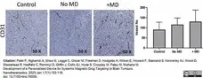 Anti Mouse CD31 Antibody, clone ER-MP12 gallery image 10