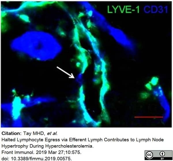 Anti Mouse CD31 Antibody, clone ER-MP12 thumbnail image 10