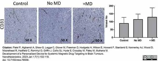 Anti Mouse CD31 Antibody, clone ER-MP12 gallery image 10