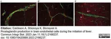 Anti Mouse CD31 Antibody, clone ER-MP12 gallery image 11