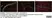 Anti Mouse CD31 Antibody, clone ER-MP12 thumbnail image 11