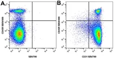 Anti Mouse CD31 Antibody, clone ER-MP12 gallery image 12