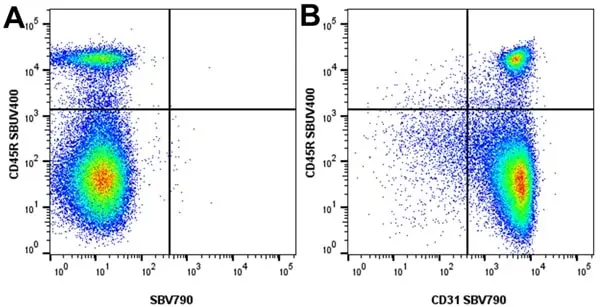 Anti Mouse CD31 Antibody, clone ER-MP12 gallery image 12