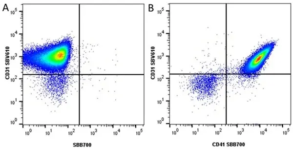 Anti Mouse CD31 Antibody, clone ER-MP12 gallery image 14