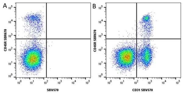 Anti Mouse CD31 Antibody, clone ER-MP12 gallery image 15
