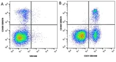 Anti Mouse CD31 Antibody, clone ER-MP12 gallery image 16
