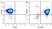 Anti Mouse CD31 Antibody, clone ER-MP12 thumbnail image 18