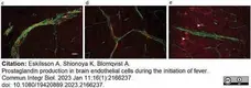 Anti Mouse CD31 Antibody, clone ER-MP12 gallery image 19
