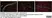 Anti Mouse CD31 Antibody, clone ER-MP12 thumbnail image 19