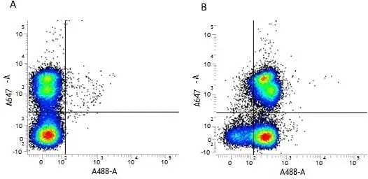 Anti Mouse CD31 Antibody, clone ER-MP12 gallery image 2