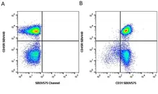 Anti Mouse CD31 Antibody, clone ER-MP12 gallery image 20