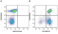 Anti Mouse CD31 Antibody, clone ER-MP12 gallery image 23