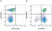Anti Mouse CD31 Antibody, clone ER-MP12 thumbnail image 23