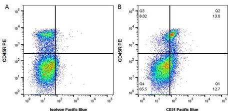 Anti Mouse Cd31 Antibody, Clone Er-mp12 