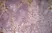 Anti Mouse CD31 Antibody, clone ER-MP12 thumbnail image 3