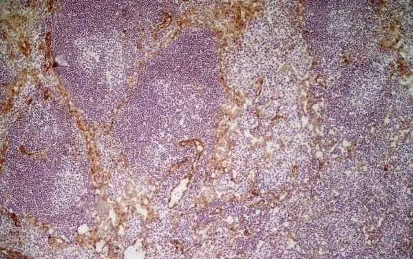 Anti Mouse CD31 Antibody, clone ER-MP12 gallery image 3