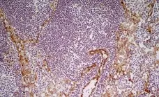 Anti Mouse CD31 Antibody, clone ER-MP12 gallery image 4
