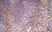 Anti Mouse CD31 Antibody, clone ER-MP12 thumbnail image 4