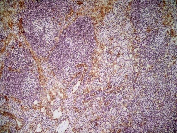 Anti Mouse CD31 Antibody, clone ER-MP12 gallery image 4