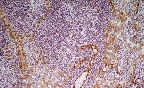 Anti Mouse CD31 Antibody, clone ER-MP12 gallery image 4