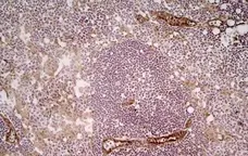 Anti Mouse CD31 Antibody, clone ER-MP12 gallery image 5