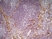 Anti Mouse CD31 Antibody, clone ER-MP12 thumbnail image 5