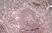 Anti Mouse CD31 Antibody, clone ER-MP12 thumbnail image 5