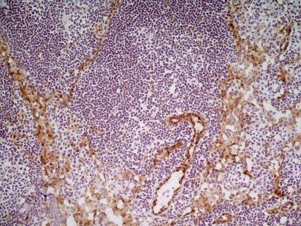 Anti Mouse CD31 Antibody, clone ER-MP12 gallery image 5