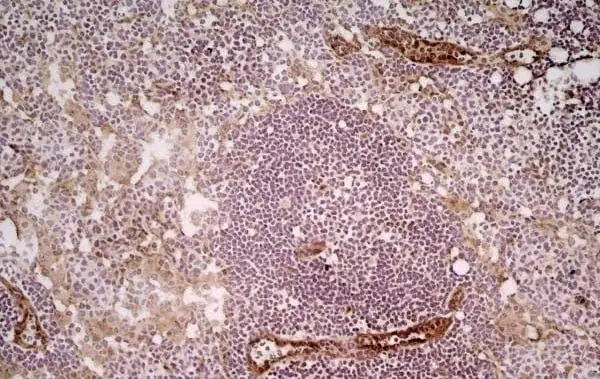 Anti Mouse CD31 Antibody, clone ER-MP12 gallery image 5