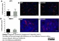 Anti Mouse CD31 Antibody, clone ER-MP12 gallery image 6