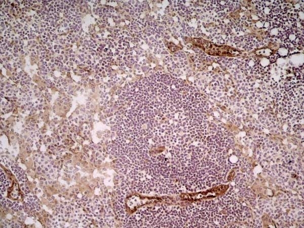 Anti Mouse CD31 Antibody, clone ER-MP12 gallery image 6