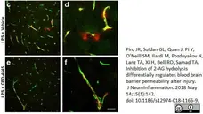 Anti Mouse CD31 Antibody, clone ER-MP12 gallery image 7