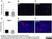 Anti Mouse CD31 Antibody, clone ER-MP12 thumbnail image 7