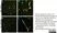 Anti Mouse CD31 Antibody, clone ER-MP12 thumbnail image 7