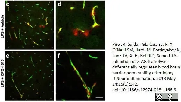 Anti Mouse CD31 Antibody, clone ER-MP12 gallery image 7