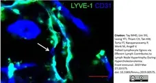 Anti Mouse CD31 Antibody, clone ER-MP12 gallery image 9