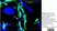 Anti Mouse CD31 Antibody, clone ER-MP12 thumbnail image 9