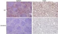 Anti Mouse CD32B Antibody, clone AT130-5R gallery image 1