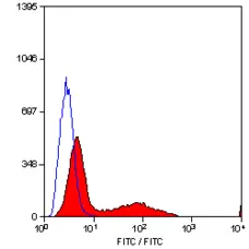 Anti Mouse CD34 Antibody, clone MEC14.7 gallery image 1